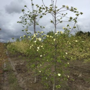 Cornus x 'Eddies White Wonder'