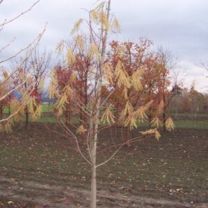 Oxydendron arboreum