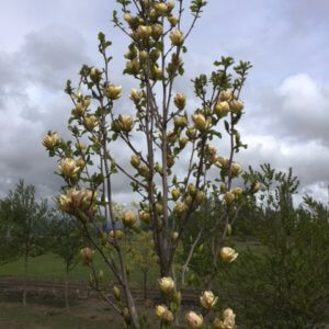 Magnolia 'Sunsation'