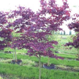 Acer palmatum 'Emperor 1'
