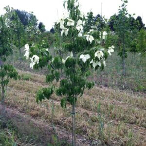 Cornus kousa 'Greensleeves'