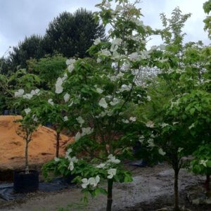 Cornus x 'KN30-8' Venus®