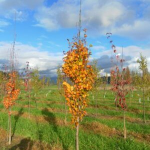 Fagus sylvatica 'Dawyck Gold'