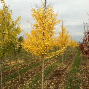 Ginkgo biloba ‘Autumn Gold’