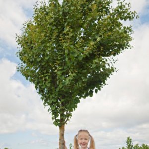 Cercidiphyllum j. 'Hanna's Heart®'