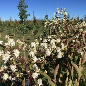 Heptacodium miconioides