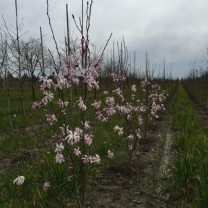 Magnolia x loebneri 'Leonard Messel'