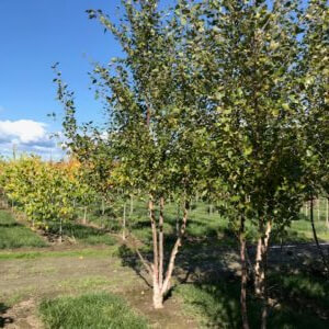 Betula nigra 'Cully' Heritage®
