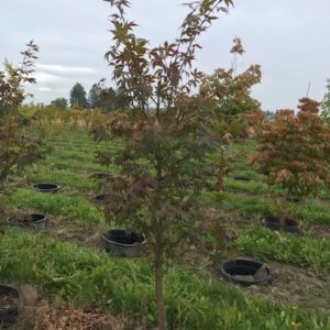 Acer palmatum 'Osakazuki'