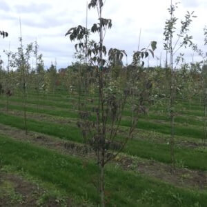 Cornus x 'Rutdan' Celestial®