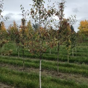 Amelanchier x g. 'Autumn Brilliance'