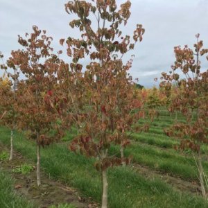 Cornus x 'F70:R11,P13' Rosy Teacups®