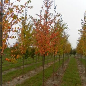 Cercidiphyllum japonicum