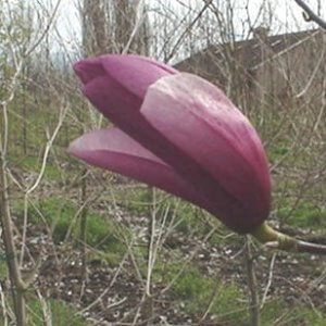 Magnolia ‘Galaxy’