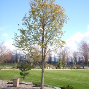Acer triflorum