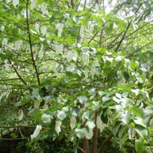 Davidia involucrata