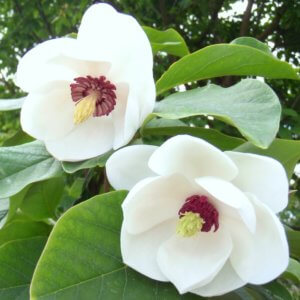 Magnolia sieboldii 'Colossus'