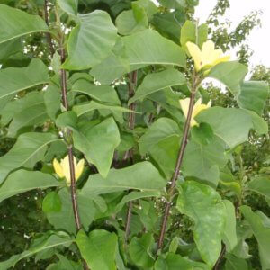 Magnolia 'Yellow Bird'
