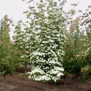 Cornus kousa var. chinensis