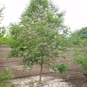 Styrax japonicus