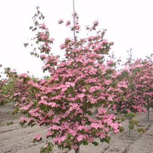 Cornus kousa ‘Satomi’