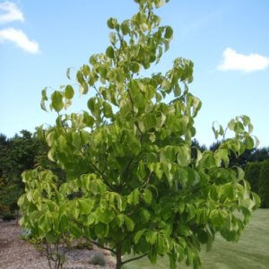 Styrax obassia