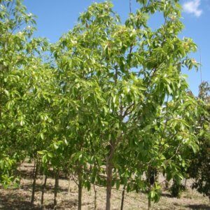 Magnolia virginiana 'Jim Wilson' Moonglow®