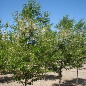 Styrax japonicus 'JFS-D' Snowcone®