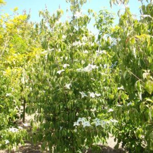 Cornus kousa 'Milky Way'