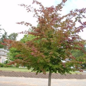 Parrotia persica
