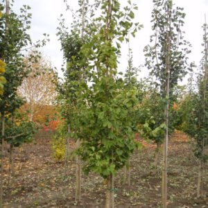 Ginkgo biloba ‘Princeton Sentry®’