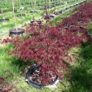Acer palmatum 'Tamyukeyama'