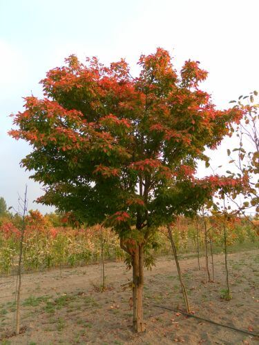 Acer triflorum