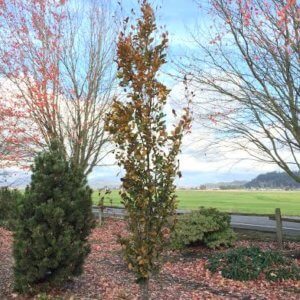 Fagus sylvatica 'Dawyck Purple'