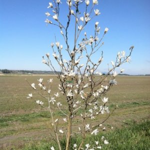 Magnolia kobus