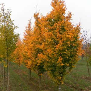Parrotia p. 'Chrishaven1' Golden BellTower™