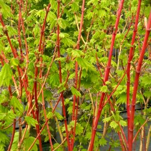 Acer circinatum 'Pacific Fire'