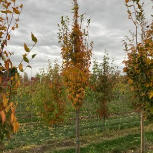 Zelkova serrata ‘Musashino'