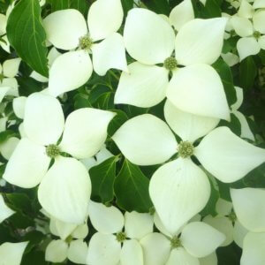 Cornus kousa 'Snow Tower'