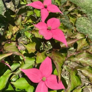 Cornus kousa 'Rutpink' Scarlet Fire®