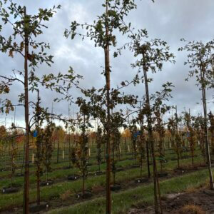 Quercus garryana