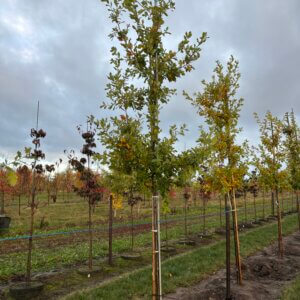 Quercus x garryana 'Pacific Heritage'™