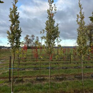 Quercus x 'Long' Regal Prince®