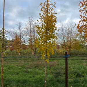 Ginkgo b. 'JN9' Sky Tower™