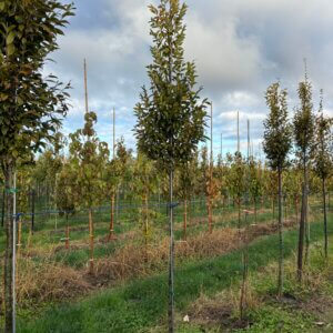 Carpinus x 'Shelby' Skylark™