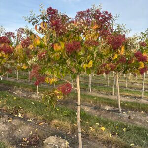 Heptacodium m. Temple Of Bloom®
